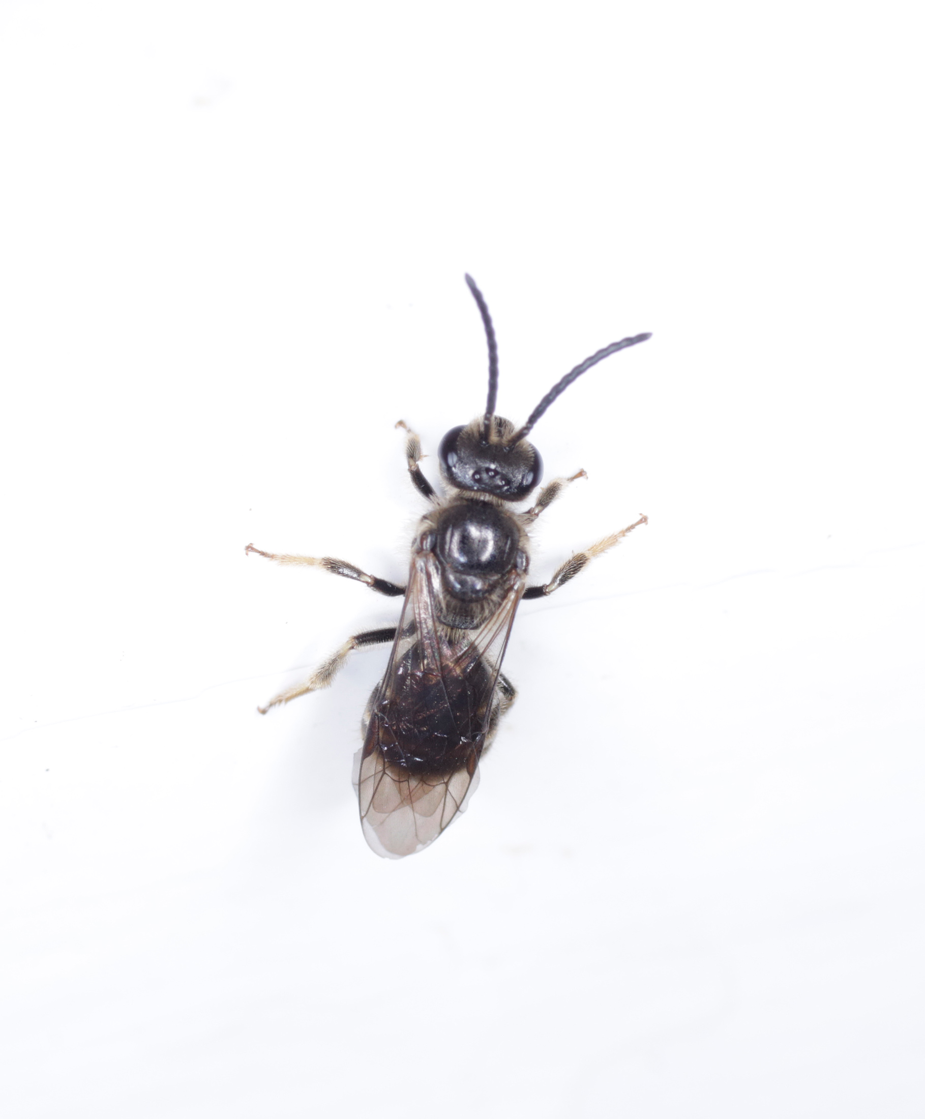 Lasioglossum sp., maschio